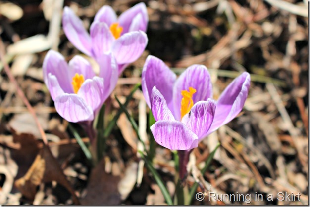 crocus