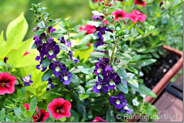 Flowers suggetions and ideas for a Full Sun Deck or Window Box - easy to find options and design!/ Running in a Skirt