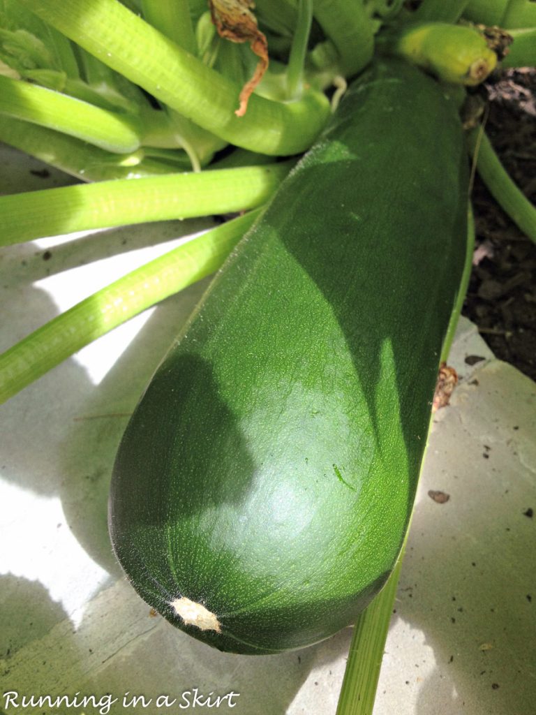What to do with a giant zucchini.