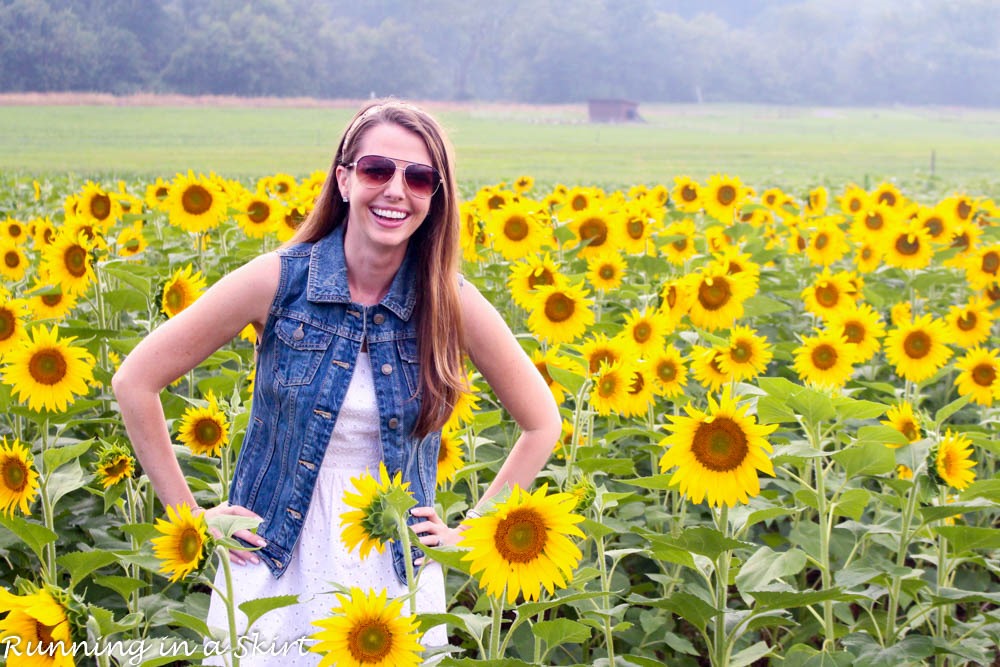 biltmoreestatesunflowers743.jpg