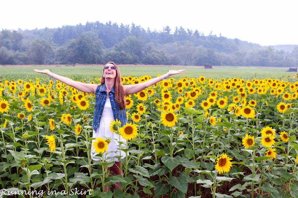 biltmore estate sunflowers t