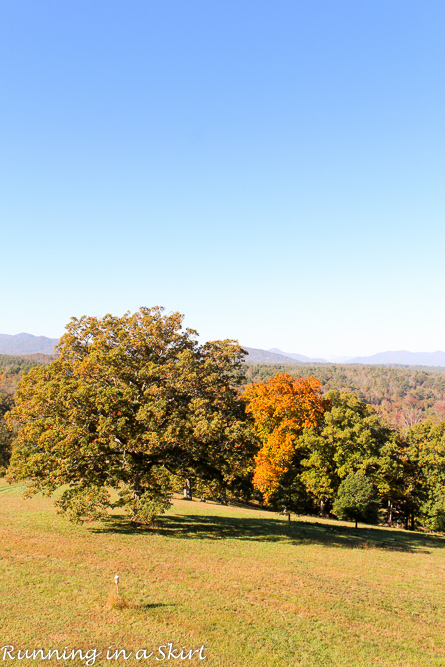 Biltmore Estate Gardens Fall - See gorgeous mums and stunning fall leaves!/ Running in a Skirt
