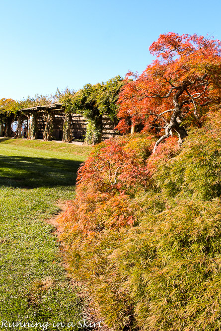 Biltmore Estate Gardens Fall - See gorgeous mums and stunning fall leaves!/ Running in a Skirt