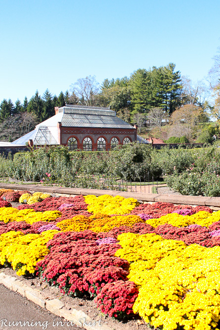 Biltmore Estate Gardens Fall - See gorgeous mums and stunning fall leaves!/ Running in a Skirt