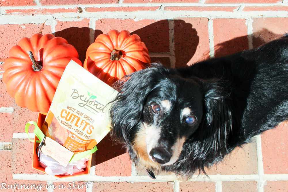 Dog Trick or Treating with Purina Beyond White Meat Chicken Cutlets/ Running in a Skirt