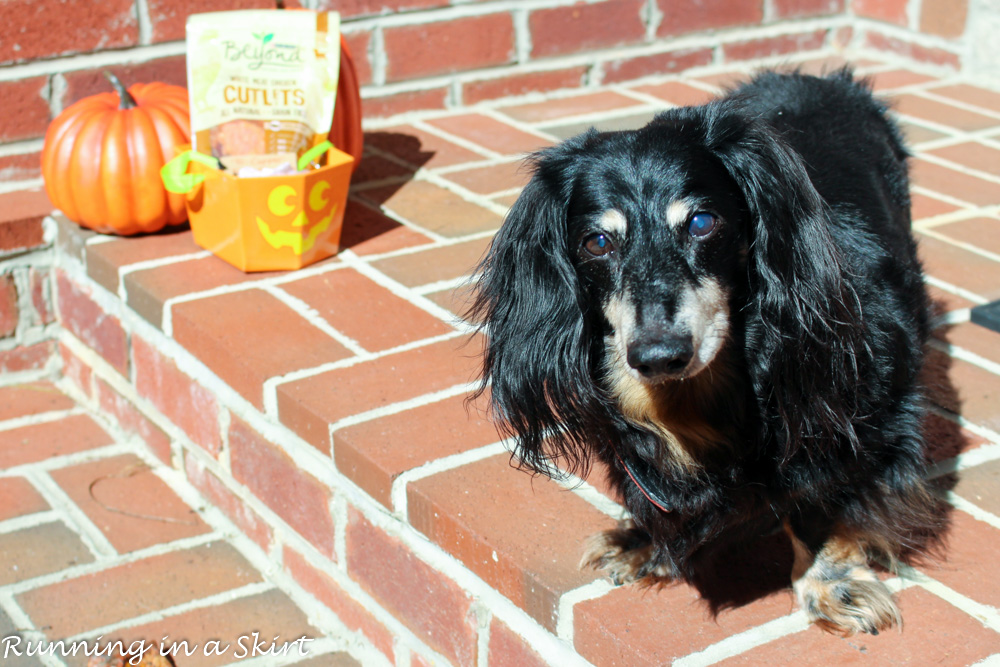 Dog Trick or Treating with Purina Beyond White Meat Chicken Cutlets/ Running in a Skirt