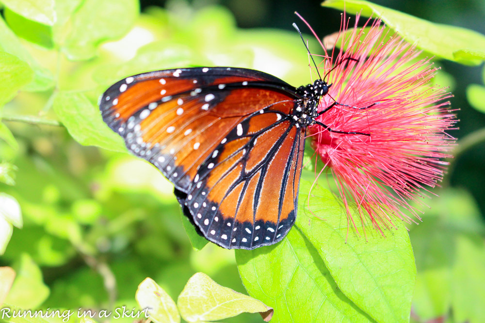 Butterfly's in Key West