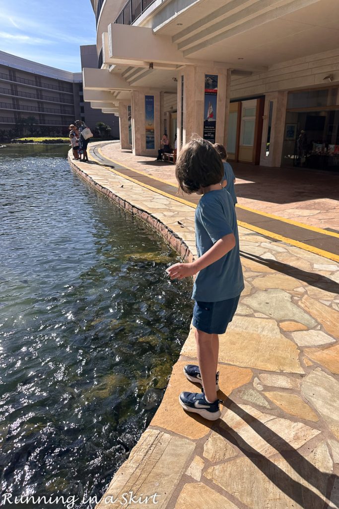 Fish feeding
