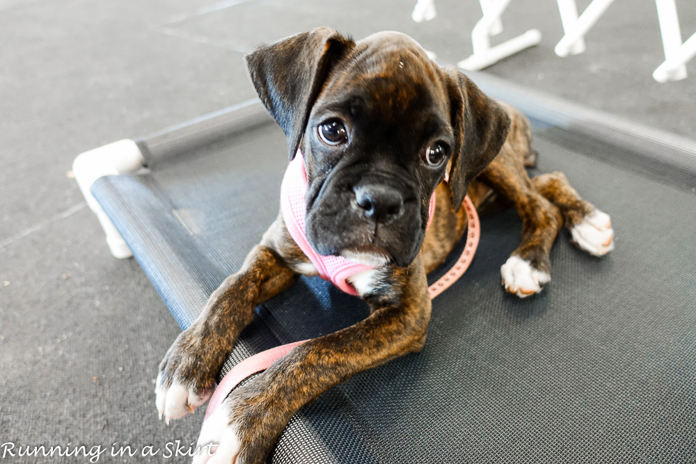 makena-puppy-school-3