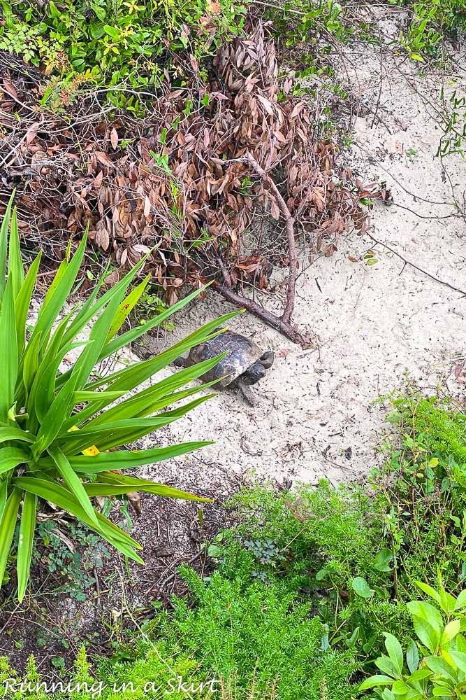 Things to Do on Amelia Island
