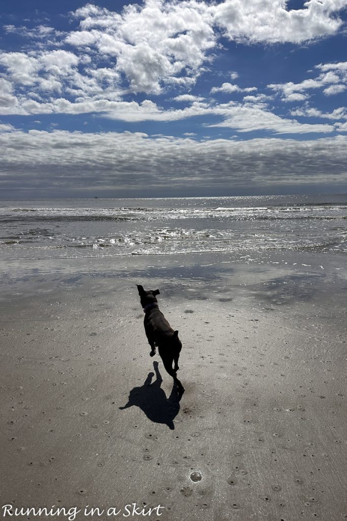 What to do in Hilton Head in December, Winter & Off Season dogs on beach