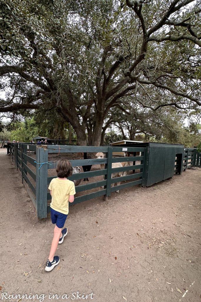 Lawton stables petting zoo