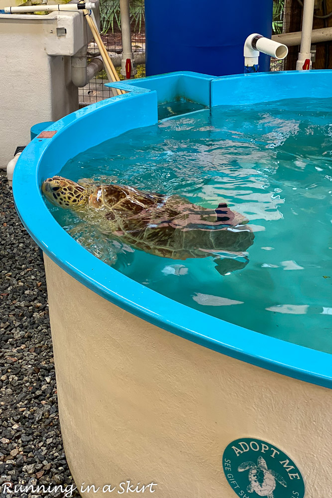 Rescued sea turtle in sea turtle hospital.