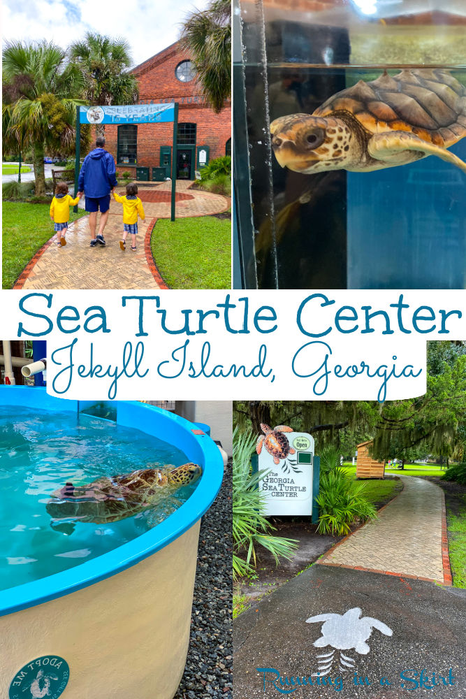 Georgia Sea Turtle Center Jekyll Island Pinterest Pin
