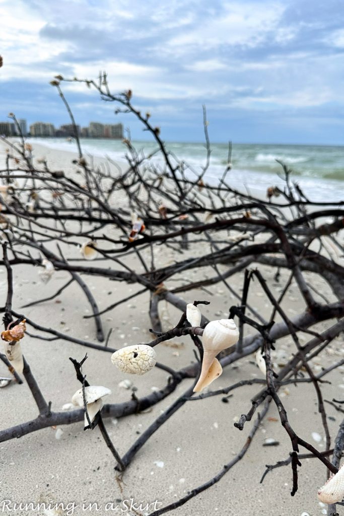 Marco Island Shelling