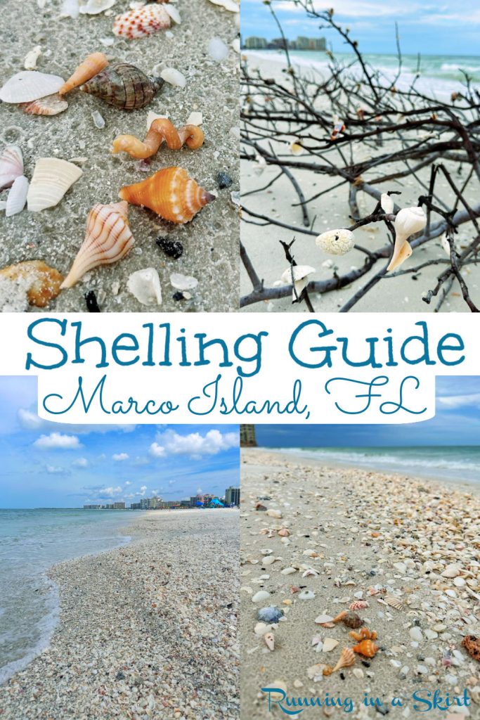 Marco Island Shelling Pinterest Pin